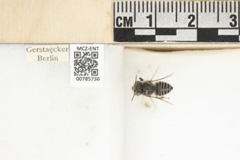 Media type: image;   Entomology 785736 Aspect: labels